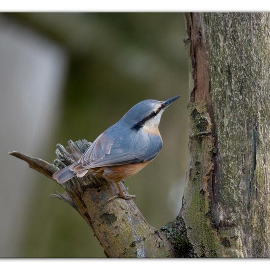 Kleiber: Tier im Habitat Hinterhof in der NatureSpots App