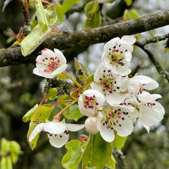 Wildbirne: Pflanze im Habitat Wald der gemäßigten Breiten in der NatureSpots App