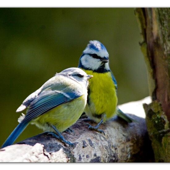 Blaumeise: Tier im Habitat Hinterhof in der NatureSpots App