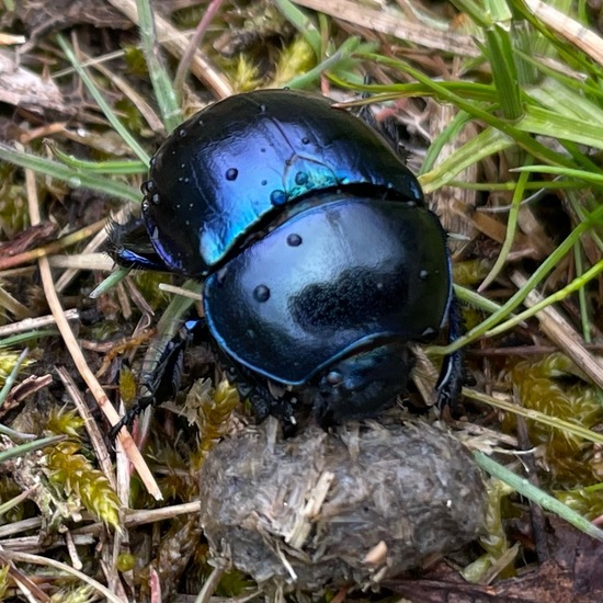 Waldmistkäfer: Tier im Habitat Wald der gemäßigten Breiten in der NatureSpots App