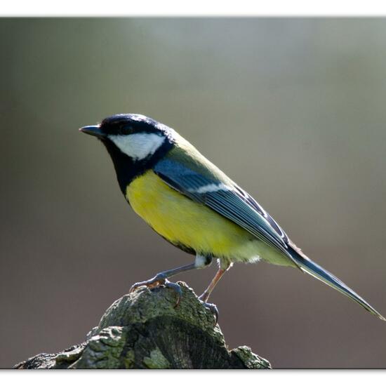 Kohlmeise: Tier im Habitat Hinterhof in der NatureSpots App