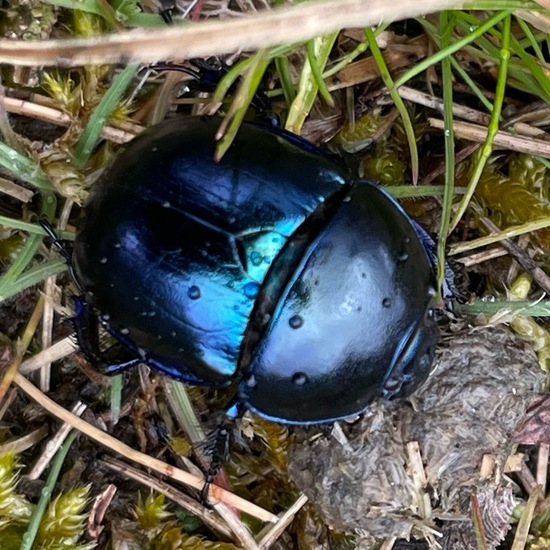 Waldmistkäfer: Tier im Habitat Wald der gemäßigten Breiten in der NatureSpots App