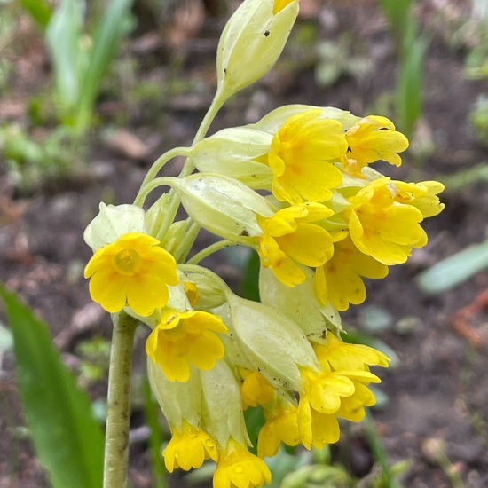 Hohe Schlüsselblume: Pflanze im Habitat Naturnahe Wiese in der NatureSpots App