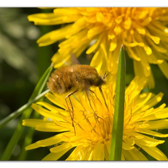 Großer Wollschweber: Tier im Habitat Strasse/Verkehr in der NatureSpots App