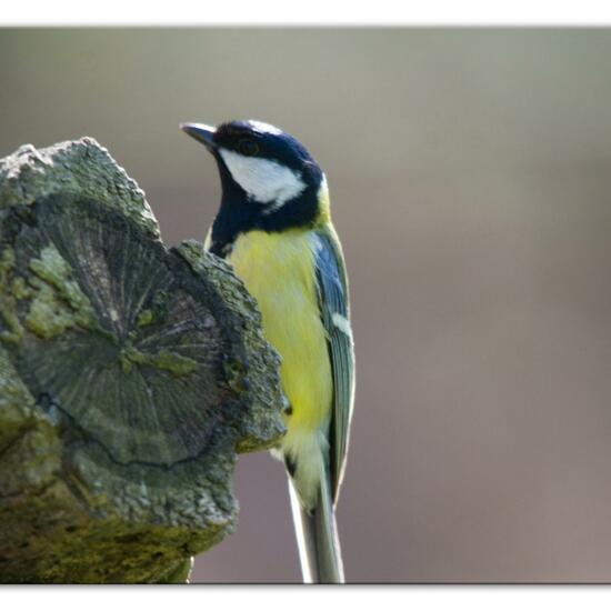 Kohlmeise: Tier im Habitat Hinterhof in der NatureSpots App