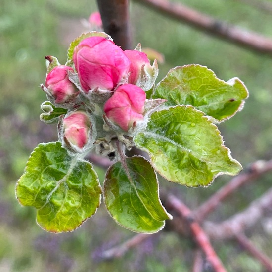 Malus domestica: Pflanze im Habitat Garten in der NatureSpots App