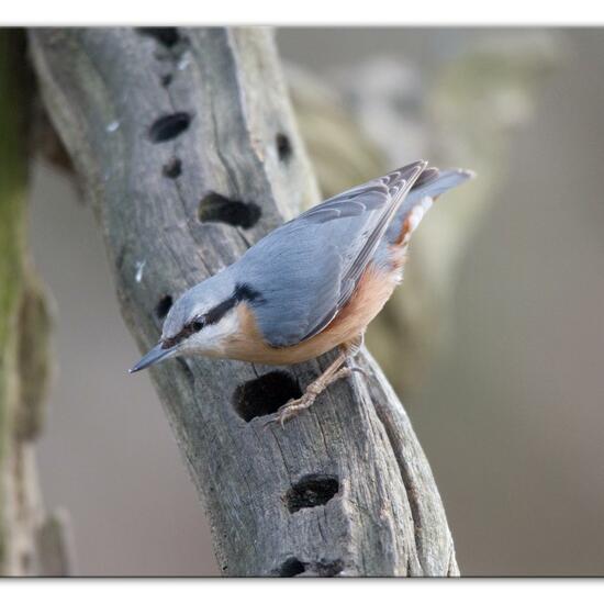 Kleiber: Tier im Habitat Hinterhof in der NatureSpots App