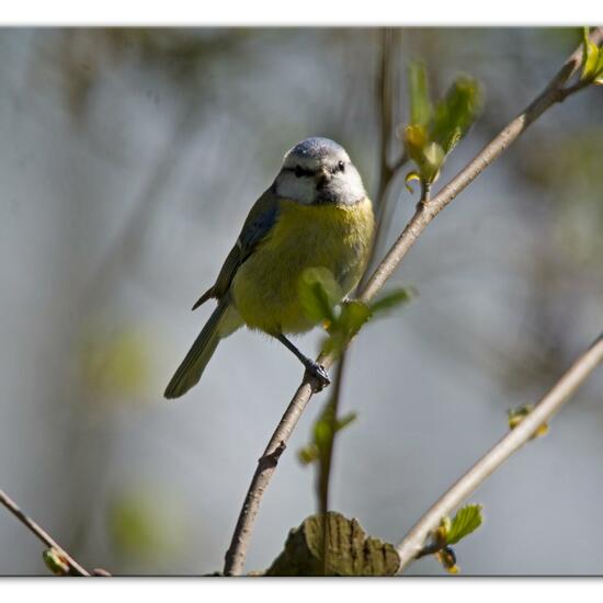 Blaumeise: Tier im Habitat Hinterhof in der NatureSpots App