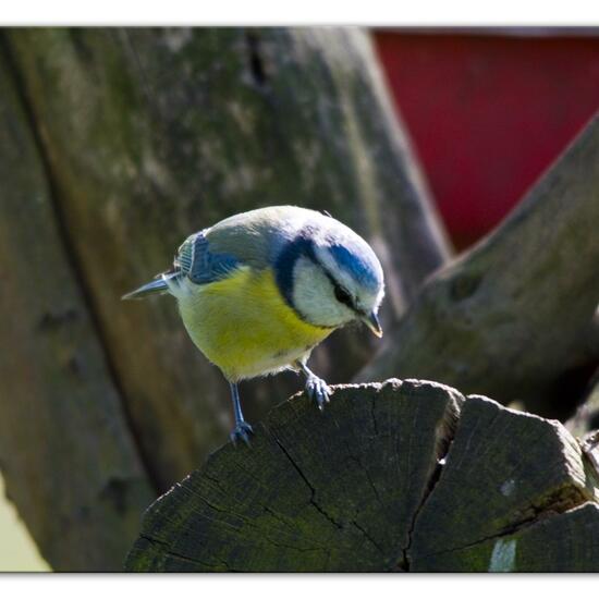 Blaumeise: Tier im Habitat Hinterhof in der NatureSpots App