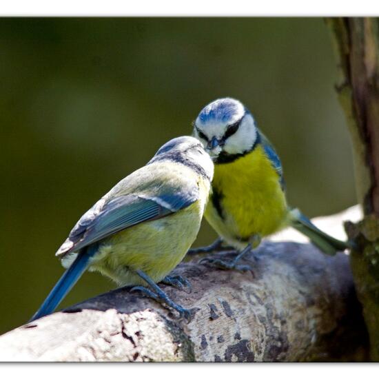 Blaumeise: Tier im Habitat Hinterhof in der NatureSpots App