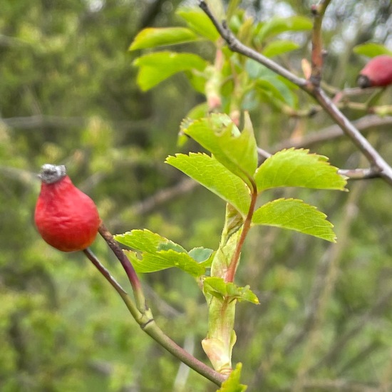 Hundsrosen: Pflanze im Habitat Anderes Grasland/Busch-Habitat in der NatureSpots App