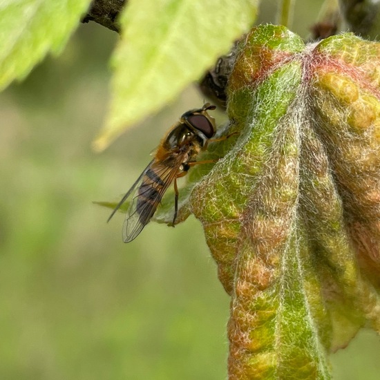 Epistrophe eligans: Tier im Habitat Grasland und Büsche in der NatureSpots App