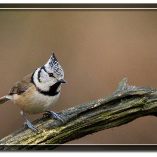 Parus cristatus: Tier im Habitat Wald in der NatureSpots App