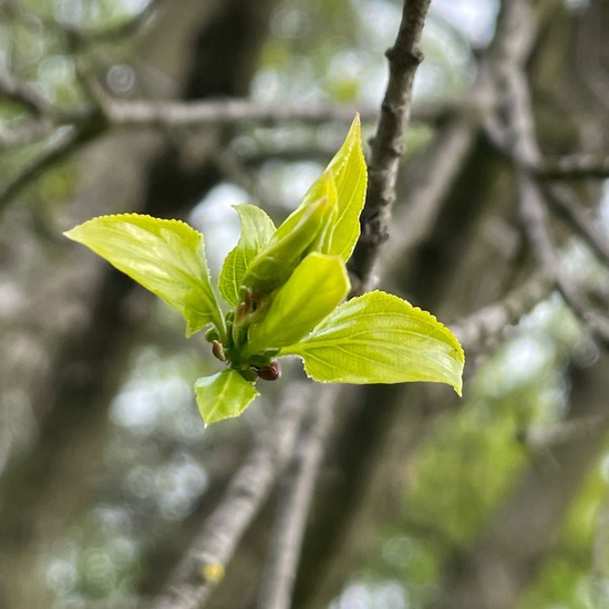 Purgier-Kreuzdorn: Pflanze im Habitat Wald der gemäßigten Breiten in der NatureSpots App