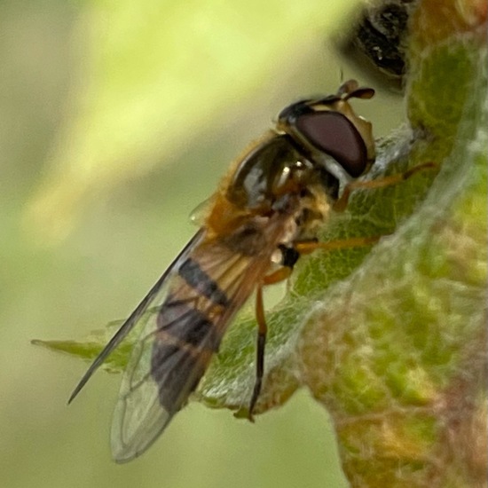 Epistrophe eligans: Tier im Habitat Grasland und Büsche in der NatureSpots App