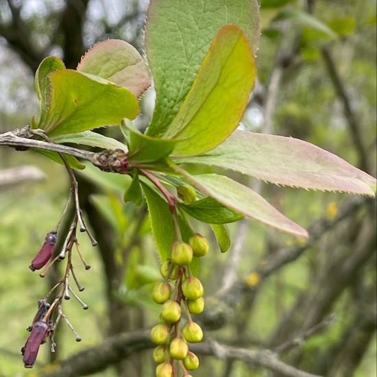 Berberitze: Pflanze im Habitat Anderes Grasland/Busch-Habitat in der NatureSpots App