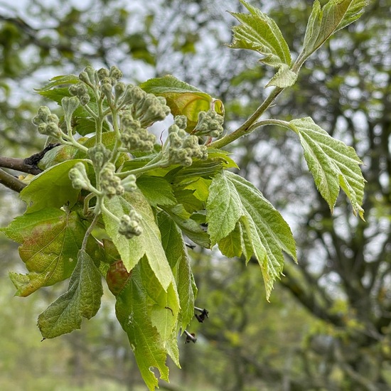 Elsbeere: Pflanze im Habitat Grasland und Büsche in der NatureSpots App