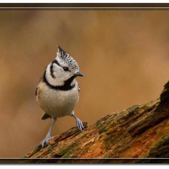 Parus cristatus: Tier im Habitat Wald in der NatureSpots App