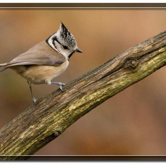 Parus cristatus: Tier im Habitat Wald in der NatureSpots App