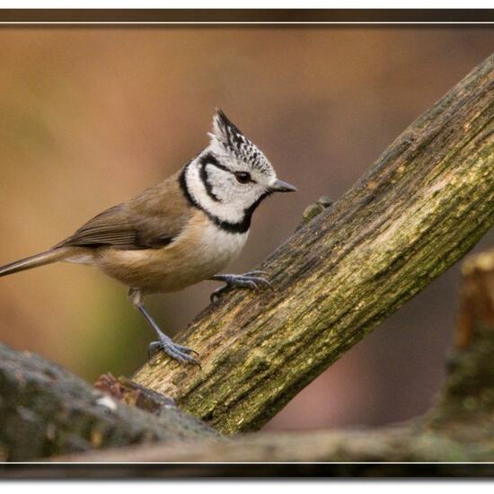 Parus cristatus: Tier im Habitat Wald in der NatureSpots App