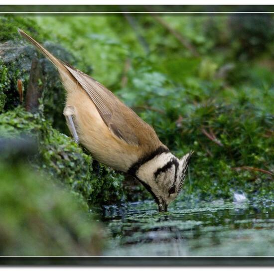 Parus cristatus: Tier im Habitat Wald in der NatureSpots App