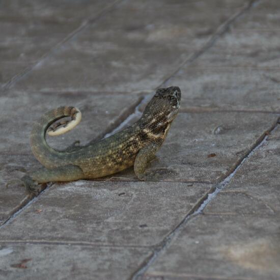 Leiocephalus carinatus: Tier im Habitat Park in der NatureSpots App