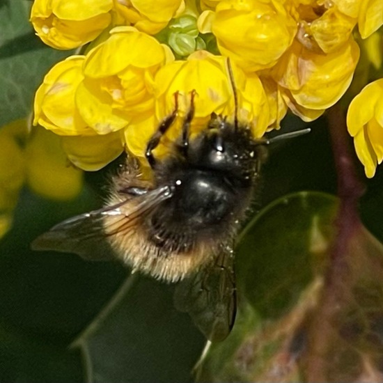 Gehörnte Mauerbiene: Tier im Habitat Garten in der NatureSpots App