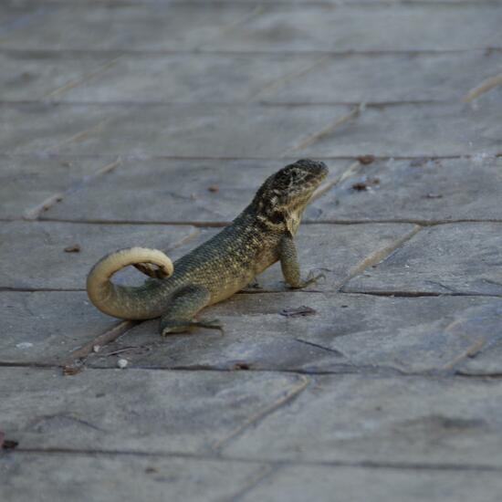 Leiocephalus carinatus: Tier in der Natur in der NatureSpots App