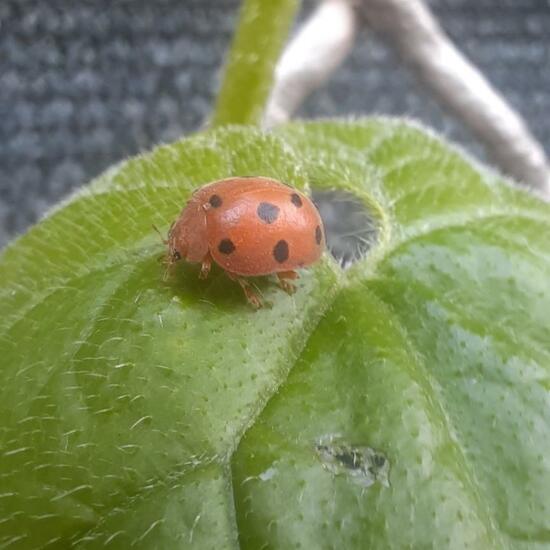 Zaunrüben-Marienkäfer: Tier in der Natur in der NatureSpots App