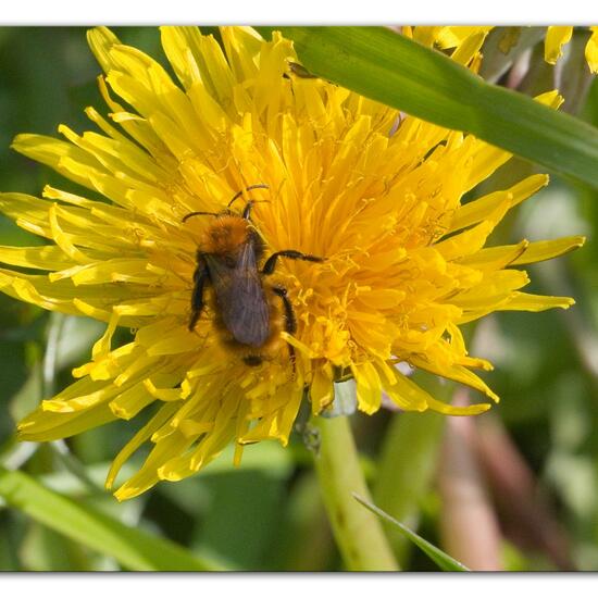 andere Art: Tier im Habitat Strasse/Verkehr in der NatureSpots App