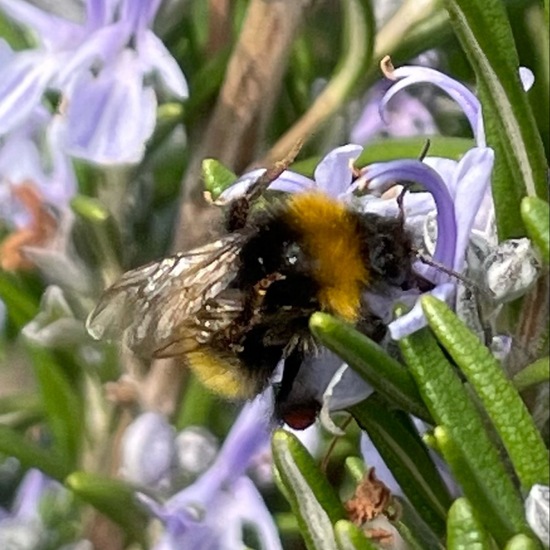 Dunkle Erdhummel: Tier im Habitat Garten in der NatureSpots App