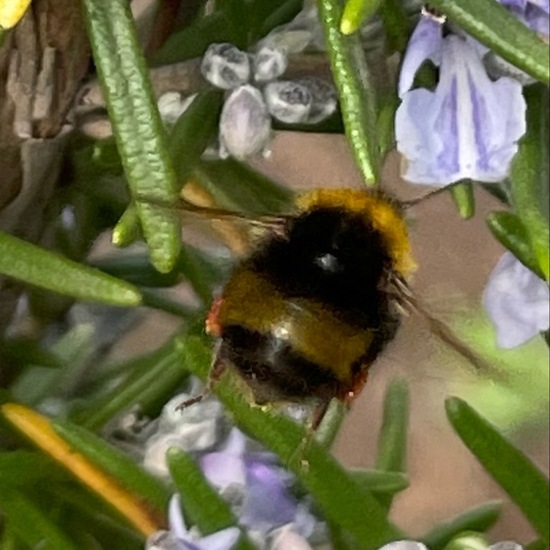 Dunkle Erdhummel: Tier im Habitat Garten in der NatureSpots App