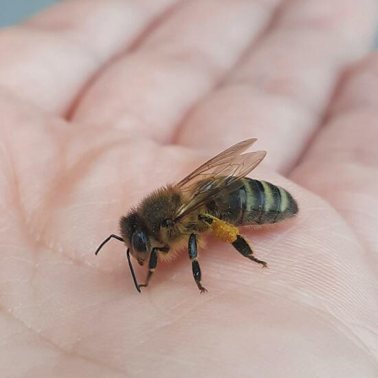 Westliche Honigbiene: Tier im Habitat Stadt und Garten in der NatureSpots App