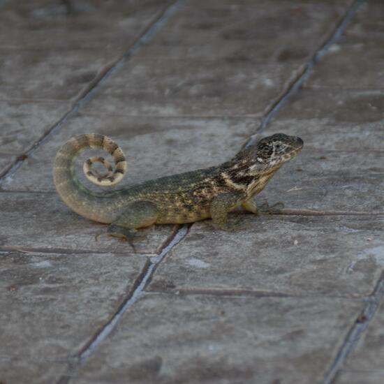 Leiocephalus carinatus: Tier im Habitat Park in der NatureSpots App