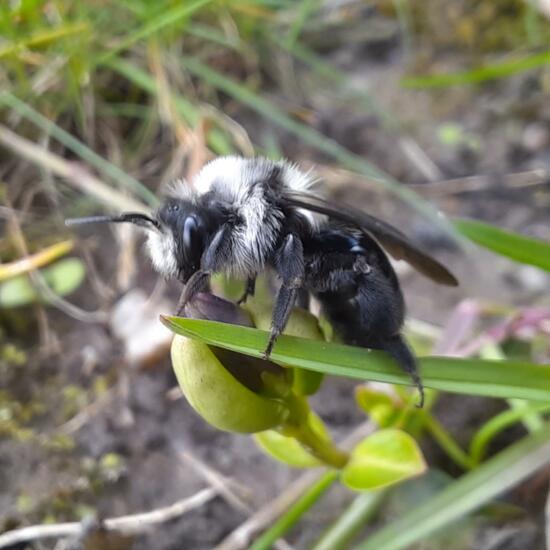 Graue Sandbiene: Tier im Habitat Garten in der NatureSpots App