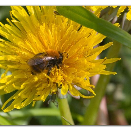 andere Art: Tier im Habitat Strasse/Verkehr in der NatureSpots App