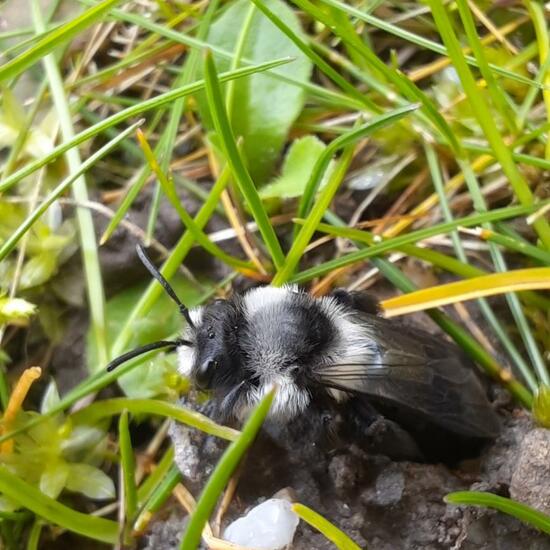 Graue Sandbiene: Tier im Habitat Garten in der NatureSpots App