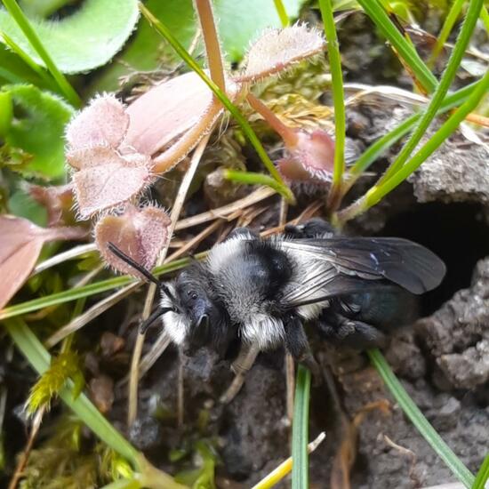 Graue Sandbiene: Tier im Habitat Garten in der NatureSpots App