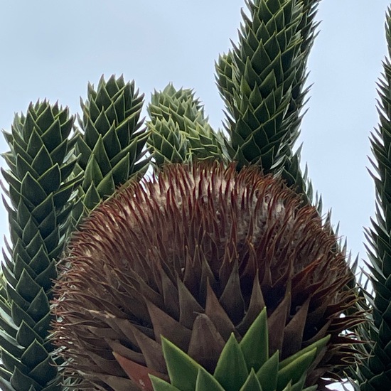 Araucaria araucana: Plant in habitat Garden in the NatureSpots App