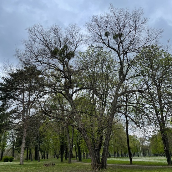 Amerikanischer Zürgelbaum: Pflanze im Habitat Park in der NatureSpots App