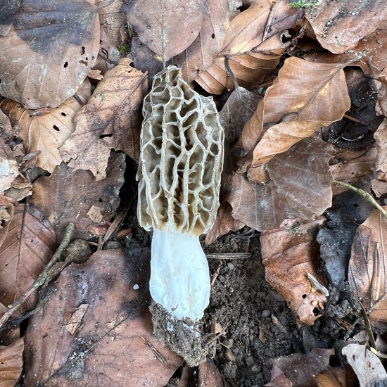 Morcheln: Pilz im Habitat Wald der gemäßigten Breiten in der NatureSpots App