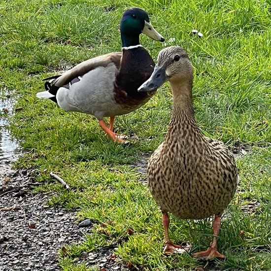 Stockente: Tier im Habitat Anderes Süsswasserhabitat in der NatureSpots App