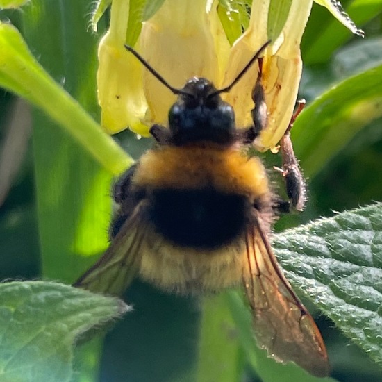 Gartenhummel: Tier im Habitat Park in der NatureSpots App