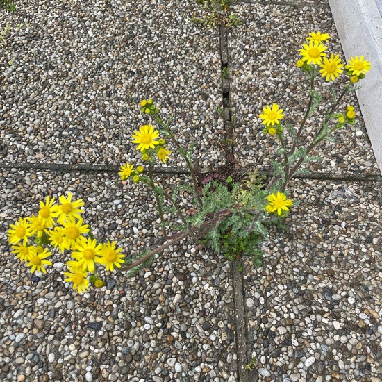 Senecio leucanthemifolius subsp. vernalis: Pflanze im Habitat Hinterhof in der NatureSpots App