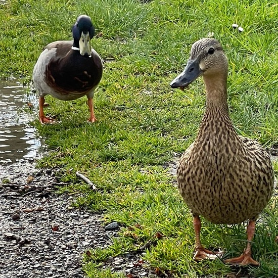 Stockente: Tier im Habitat Anderes Süsswasserhabitat in der NatureSpots App