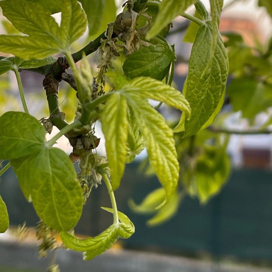 Eschen-Ahorn: Pflanze im Habitat Anderes Stadthabitat in der NatureSpots App