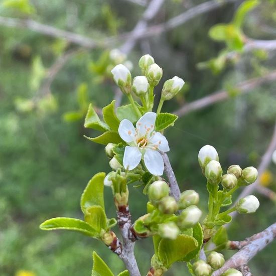 Steinweichsel: Pflanze im Habitat Garten in der NatureSpots App