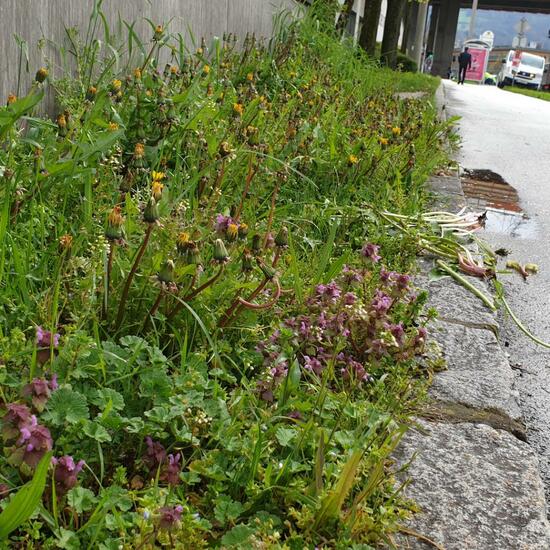 Landschaft: Stadt und Garten im Habitat Strasse/Verkehr in der NatureSpots App