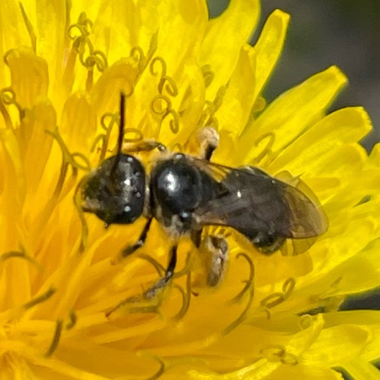 Lasioglossum malachurum: Tier im Habitat Halb-natürliches Grasland in der NatureSpots App