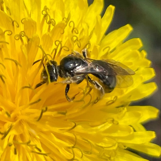 Lasioglossum malachurum: Tier im Habitat Halb-natürliches Grasland in der NatureSpots App